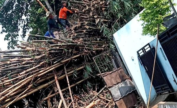 Pohon Bambu Setinggi 15 Meter di Depok Jatuh Timpa Rumah Warga