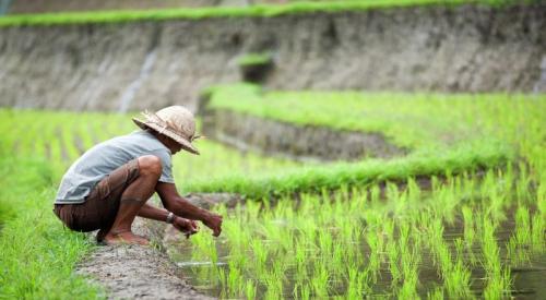 Ubah Pola Pertanian dari Konvensional ke Organik, Petani Bisa Raup Cuan Puluhan Juta Rupiah
