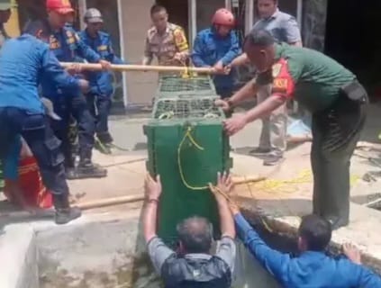 Damkar Ciamis dan BKSDA Evakuasi 2 Ekor Buaya di Kolam Warga