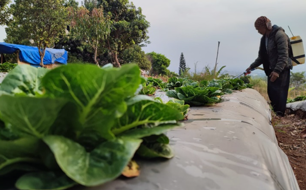 Cukup Pakai KTP, Petani Bisa Dapat Pupuk Subsidi