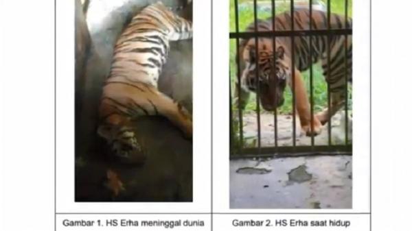 Ini Kata Bobby Nasution soal Harimau Mati di Medan Zoo
