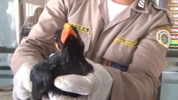 Petugas Karantina Parepare Gagalkan Penyelundupan 19 Ekor Burung Beo Dilindungi