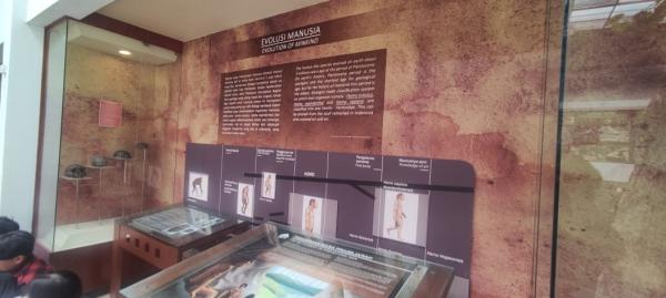 Memahami Jejak Evolusi Manusia Melalui Koleksi Tengkorak Manusia Purba di Situs Museum Sri Baduga