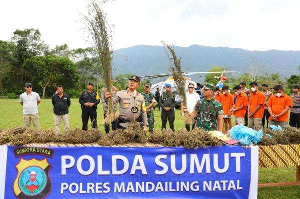 Manfaatkan Drone, Polda Sumut Temukan 150 Hektare Ladang Ganja di Madina