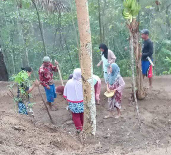 Diguyur Hujan, Petani di Desa Sirnagalih Sindangbarang Cianjur Kembali Tanam Padi Huma