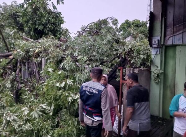 Akibat Hujan Deras, Pohon Kapas Tumbang Hingga Menutupi Jalan di Pidie Jaya
