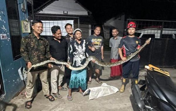 Ular Sanca Besar Nongol di Kolam Ikan Pak Kades, Damkar Nganjuk Turun Tangan