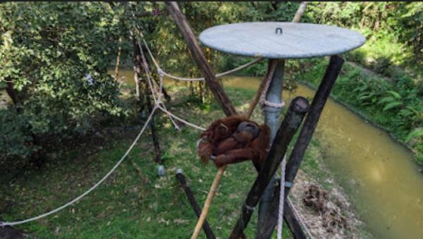 Orangutan Haven, Taman Perlindungan Satwa Membuka Pintu untuk Konservasi dan Pendidikan