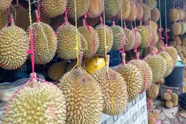 Penjual Durian di Pandeglang Kembali Tersenyum usai 5 Tahun Manyun