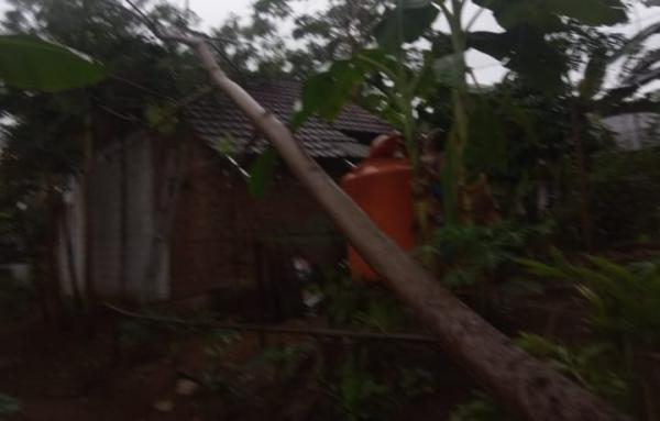 Diterjang Hujan Deras, 2 Rumah Warga di Pamarican Ciamis Dihantam Pohon Tumbang