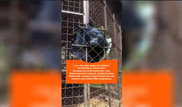 Viral Owa di Medan Zoo Dikabarkan Mati, Begini Kata Pengelola