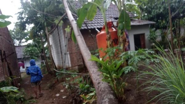 2 Rumah di Pamarican Ciamis Rusak Tertimpa Pohon Tumbang