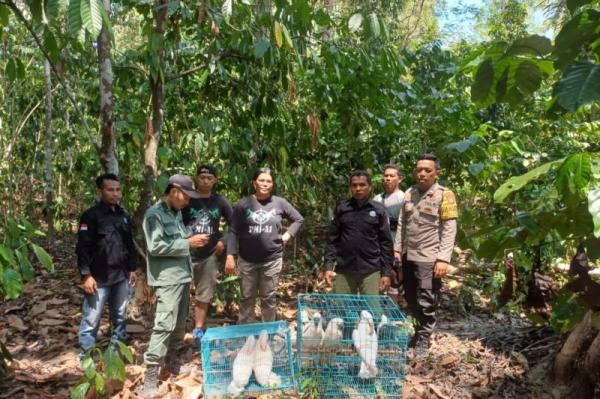 BKSDA Maluku Lepas Lima Satwa Liar Dilindungi ke Suaka Alam Gunung Sahuwai