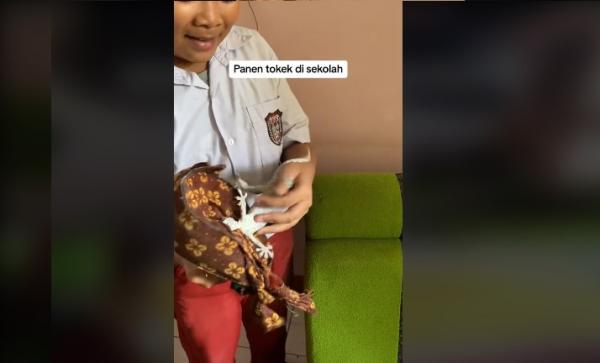 Beredar Video Bocah SD di Sukabumi Tangkap Tokek Tanpa Alat Hanya Demi Sang Guru