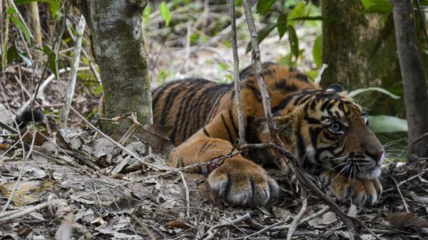 Penjaga Harimau Ditemukan Tewas di Kandang, Kondisi Penuh Luka hingga Jari Hilang