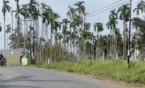 BPPMDDTT Bengkulu Rumahkan Dua Pekerja, Rumput Lingkungan Balai Tumbuh Subur