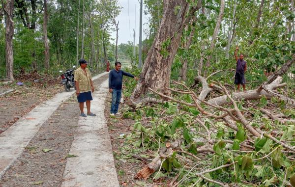 Yayasan Palapa Mendira Harja Sragen Sesalkan Adanya Penebangan Pohon Keramat di Punden Pucanganom