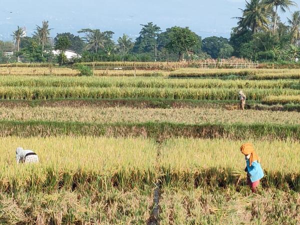 Program Pemberdayaan 1000 Hektar Lahan Pertanian Bisa Atasi Ketahanan Pangan