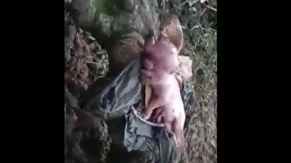 Wujudnya seperti Manusia, Bayi Babi Lahir di Manggarai Barat Hebohkan Warga NTT