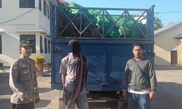 Ilegal Logging Marak di Bima, Truk Muat Sonokeling Ditangkap saat Hendak menuju Dompu