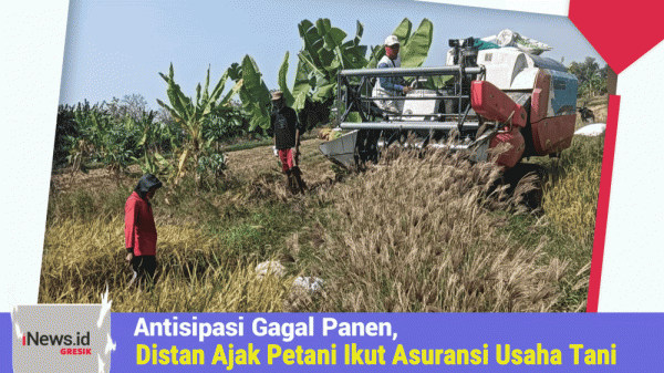 Antisipasi Gagal Panen, Distan Gresik Ajak Petani Ikut Asuransi Usaha Tani