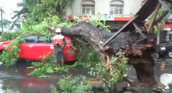Pohon Tumbang Timpa 2 Mobil di Makassar, 4 Penumpang Terjebak
