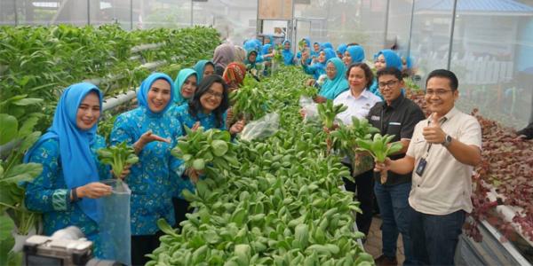 Kisah PKK Kelurahan Sudirejo I, Sukses Bertani bersama BRI Regional Office Medan