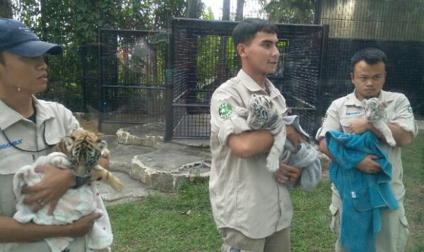 Bayi Harimau Benggala Lahir di Lembang Park Zoo, Diberi Nama oleh Irfan Hakim dan Raffi Ahmad
