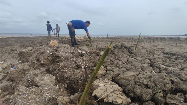 Bentuk Kesadaran Penyelamatan Pantai, KTH Platinum Tanam Mangrove Swadaya  Diapresiasi TNUK