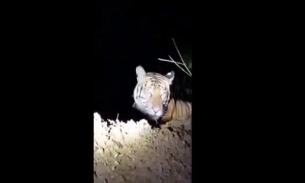 Warga Sampang Gempar! Harimau Besar Berteduh di Bawah Pohon
