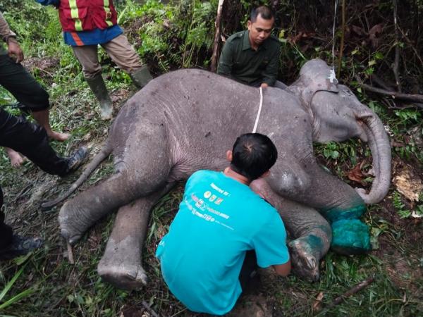 Kabar Duka, Anak Gajah di Riau Mati, Diduga akibat Jerat