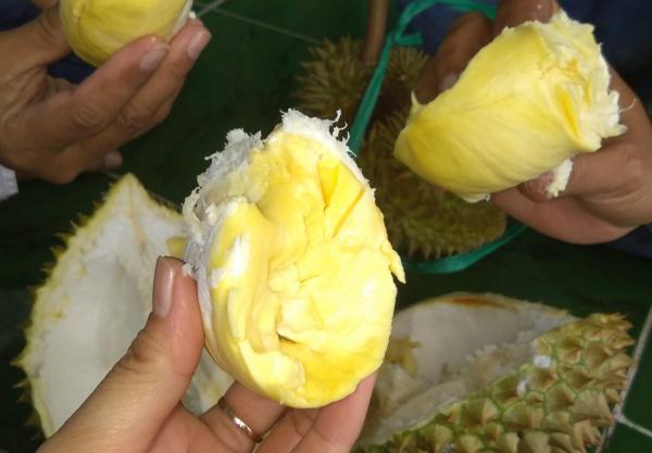 Selain Rasanya Lezat, Ini 4 Manfaat Buah Durian untuk Kesehatan