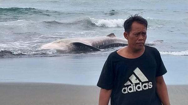 Penampakan Hiu Tutul yang Mati Terdampar di Pantai Wagir Indah Cilacap