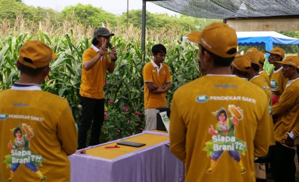 Upaya Meningkatan Produktivitas,  Syngenta Bina Ratusan Petani di Sentra Jagung Nasional