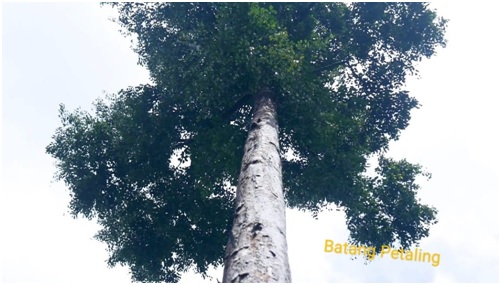 Mengenal Pohon Petaling: Icon Desa Petaling yang Penuh Misteri, Konon Bisa Menangkal Bisa Ular