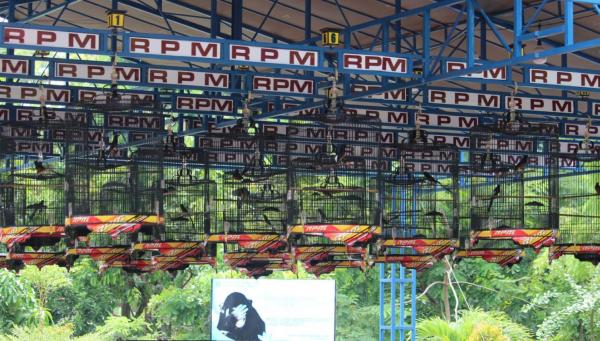 Pecinta Burung Berkicau RPM Ponorogo Manfaatkan Taman Wengker Jadi Markas Baru