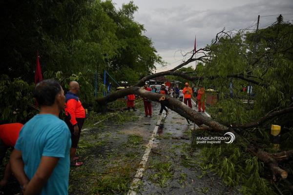 Hujan Campur Angin Menyapu Kota Madiun, BPBD: 20 Pohon Tumbang