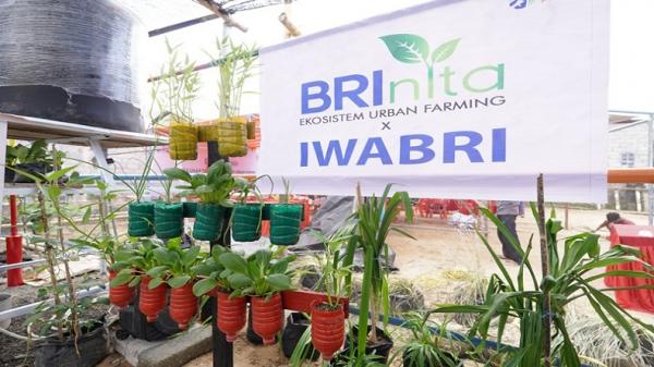 BRI Implementasi Program BRInita di Manado: Transformasi Lahan Sampah Menjadi Urban Farming