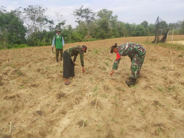 Babinsa Koramil Way Tuba Dampingi Petani untuk Wujudkan Program Ketahanan Pangan di Beringin Jaya