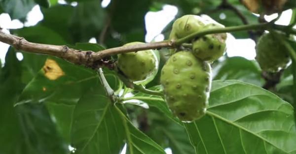 Bahaya Buah Mengkudu Jika Dikonsumsi secara Berlebihan