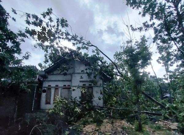 Diterjang Angin Kencang, Pohon Jati Tumbang Menimpa Rumah Guru di Klambu Grobogan