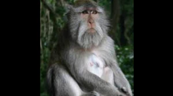 Ngeri! Bayi 1 Bulan Lebih di Lebak Diserang Monyet Liar hingga Luka Parah