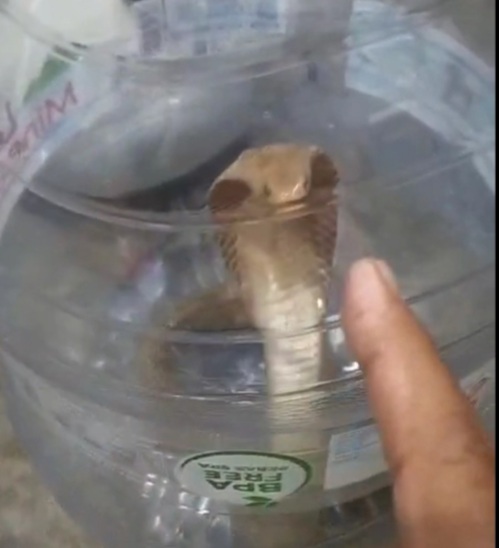 Hiiii,, Seekor  Ular Cobra Masuk ke Rumah Warga Perumahan di Bondowoso