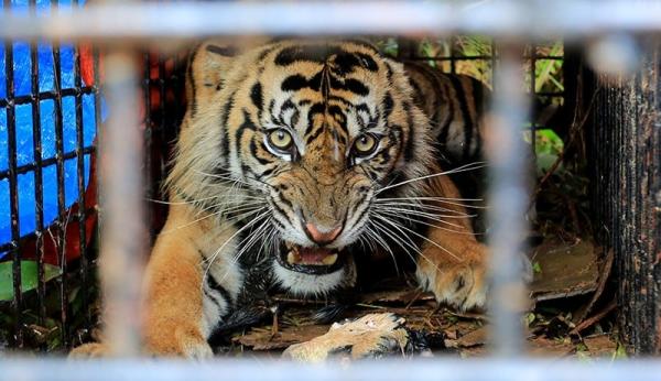 Diserang Harimau 3 Orang Tewas, Malaysia Pasang Puluhan Jebakan
