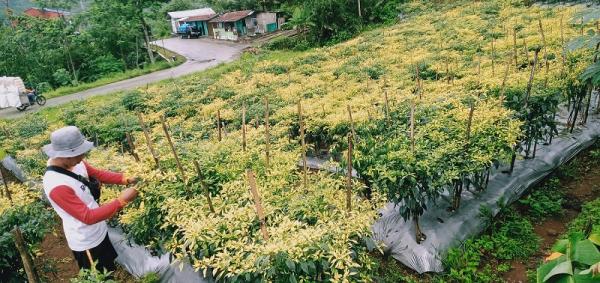 Petani Cabai Banjarnegara Mengeluhkan Hama Penyakit Bule