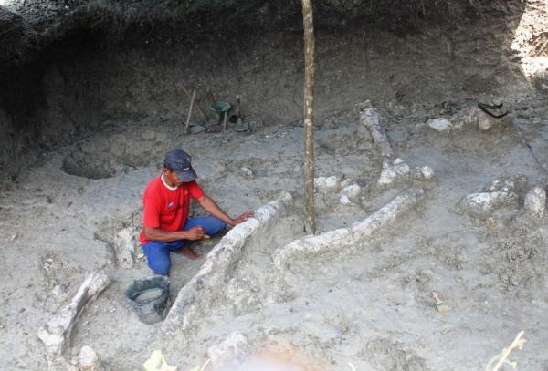Fosil Gajah Stegodon Temuan di Gabus Grobogan Butuh Kajian Arkeolog