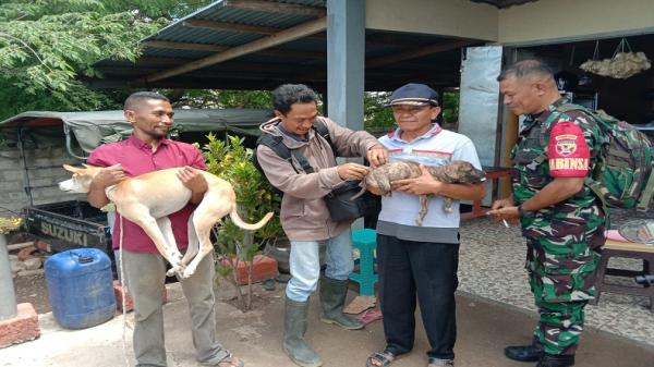 Hasil Uji Lab, Anjing di Timor Tengah Utara Positif Rabies