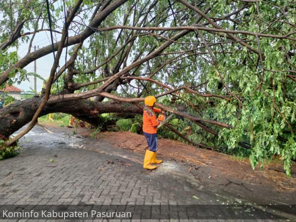 Musim Penghujan Tiba di Pasuruan, 9 Kali Kejadian Pohon Tumbang