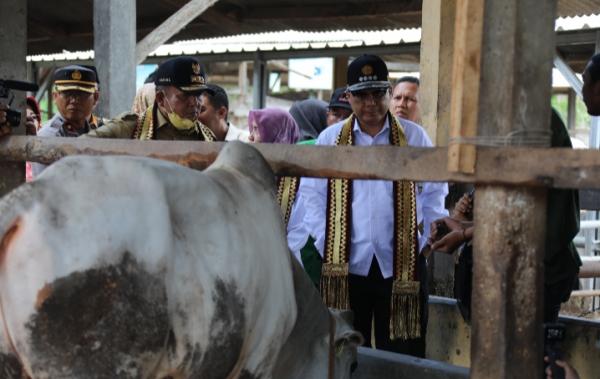 Kunjungi Lampung, Wamentan Dorong Lampung Selatan Jadi Contoh Koperasi Produksi Ternak Berkualitas