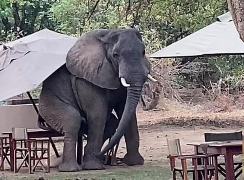 Ingin Tahu Gajah Liar Pindahkan Payung lalu Duduk Manis di Kafe, Ini Aksi Lucunya !